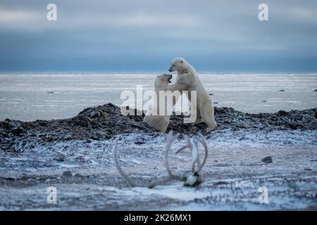 Zwei Eisbären ringen in der Nähe von Karibu-Geweihen Stockfoto