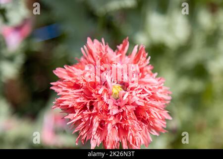 Roter Mohn mit Fransen, Papaver lacinatum (Chrimson Feathers) und seine wunderschöne Blume. Stockfoto