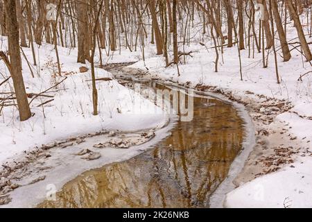 Der ruhige Strom wandert durch den Winterwald Stockfoto