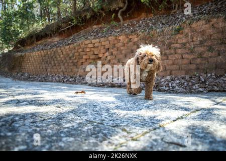 Ein brauner, rothaariger bichon-Pudel-Bichpoo-Hund, der in der Nähe einer Stützmauer läuft Stockfoto