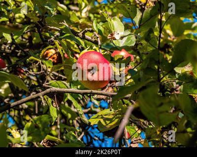 Roter Apfel in grünen Blättern von Ästen. Stockfoto