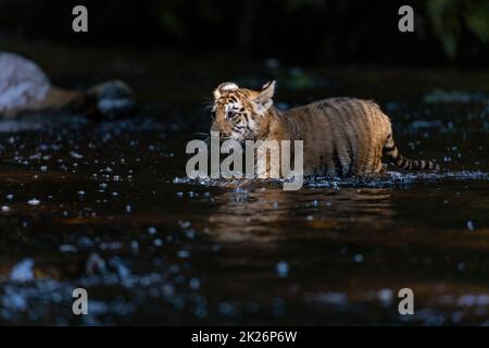 Das süße Bengalische Tigerjunges liegt am Gürtel im Fluss. Stockfoto