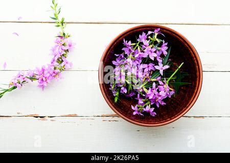 Gesundes Blühen sally Stockfoto