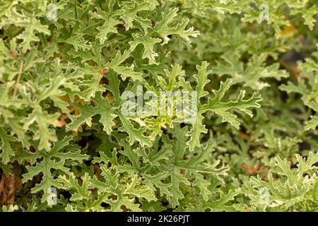 Natürlich strukturierte und gemusterter Pelargonium ‘Lady Plymouth’ Blätter Stockfoto