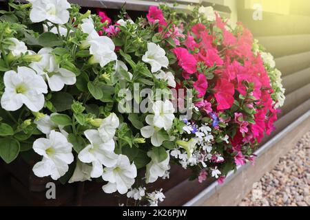 Fensterbox voller farbenfroher Petunien. Rosafarbene und weiß blühende Pflanzen in einer Blumenküste im Fensterbrett Stockfoto