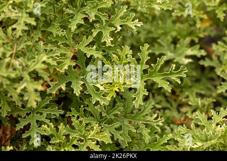 Natürlich strukturierte und gemusterter Pelargonium ‘Lady Plymouth’ Blätter Stockfoto