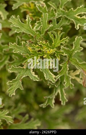 Natürlich strukturierte und gemusterter Pelargonium ‘Lady Plymouth’ Blätter Stockfoto