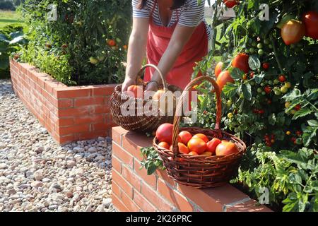 Frau Gärtnerin pflückt Gemüse, Tomaten. Hochbeete gärtnern in einem städtischen Garten und Pflanzen Pflanzen Kräuter Gewürze Beeren und Gemüse anbauen. Ein moderner, unvergesslicher Garten mit erhöhten Ziegelbetten. Stockfoto