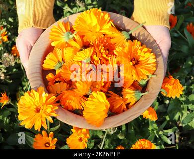 Eine Bäuerin bricht Blumen einer medizinischen Ringelblume. Die Ernte wird getrocknet und die medizinische Tinktur wird hergestellt Stockfoto