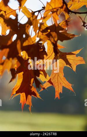 Blätter einer scharlachroten Eiche (Quercus coccinea) mit rötlich gefärbter Färbung in einem Park in Deutschland im Herbst Stockfoto