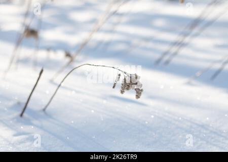 Trockenes Gras auf glitzerndem weißem Schnee im Winter Stockfoto