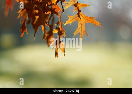 Blätter einer scharlachroten Eiche (Quercus coccinea) mit rötlich gefärbter Färbung in einem Park in Deutschland im Herbst Stockfoto