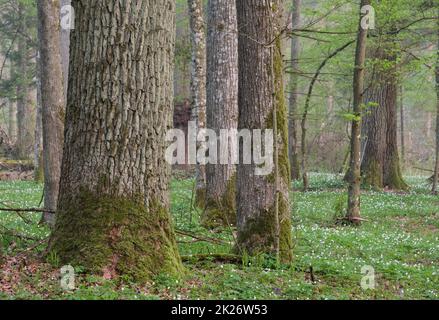 Laubwald im Frühling vor Sonnenaufgang Stockfoto