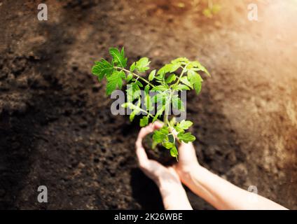 Frau Hände kümmern sich um einen Sämling im Boden. Stockfoto