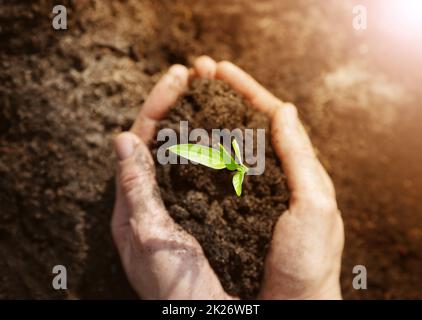 Frau Hände kümmern sich um einen Sämling im Boden. Stockfoto