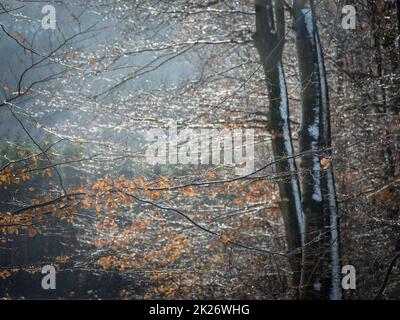 Regen. Regentropfen auf den Ästen eines blauen Photophons, regnerisches Wetter. Schöne Textur von Regen kleine Tröpfchen Stockfoto