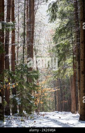 Regen. Regentropfen auf den Ästen eines blauen Photophons, regnerisches Wetter. Schöne Textur von Regen kleine Tröpfchen Stockfoto