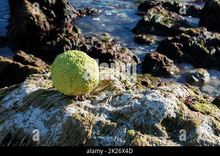 Adams Apfel am Meer. Stockfoto