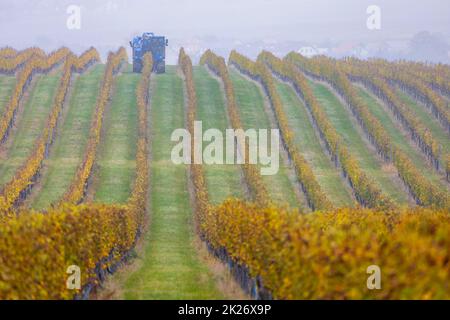 Weinlese mit einem Mähdrescher, Südmähren, Tschechische Republik Stockfoto