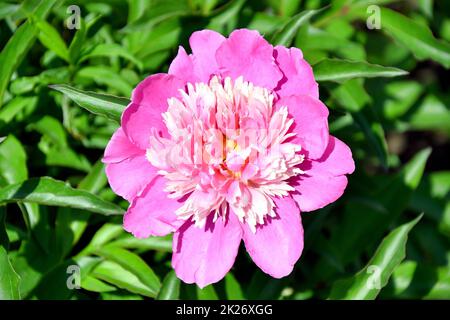 Weiß-rote Pfingstrosen für deine Geliebte Stockfoto