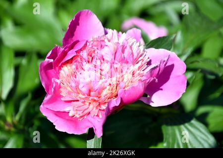 Weiß-rote Pfingstrosen für deine Geliebte Stockfoto