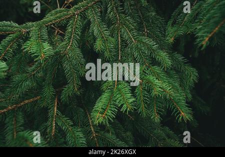 Grüne Kiefernblätter und Äste auf dunklem Hintergrund im Wald. Abstrakter Naturhintergrund. Grüner Nadelbaum. Weihnachtstapete aus Kiefernholz. Tannenbaum-Zweig. Schönes Muster aus Pinienzweig Stockfoto