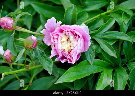 Weiß-rote Pfingstrosen für deine Geliebte Stockfoto