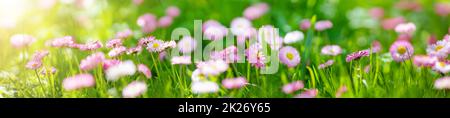 Wiese mit viel Weiß und Rosa Feder daisy flowers Stockfoto