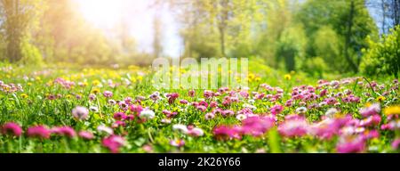 Wiese mit viel Weiß und Rosa Feder daisy flowers Stockfoto