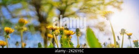 Gelbe Delelionen auf dem Frühlingsfeld bei Sonneneinstrahlung. Stockfoto