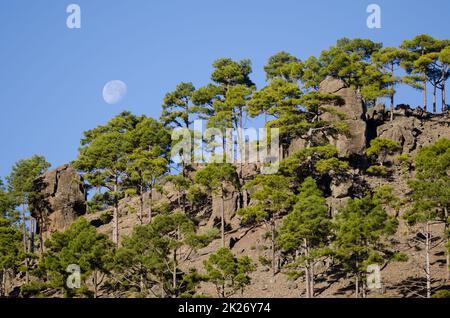 Wald der Kanarischen Kiefer Pinus canariensis im Ojeda Gebirge. Integral Natural Reserve von Inagua. Gran Canaria. Kanarische Inseln. Spanien. Stockfoto