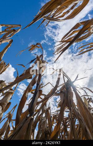 Ausgetrocknete Maispflanzen aufgrund einer Hitzewelle und extremer Dürre im Sommer Stockfoto