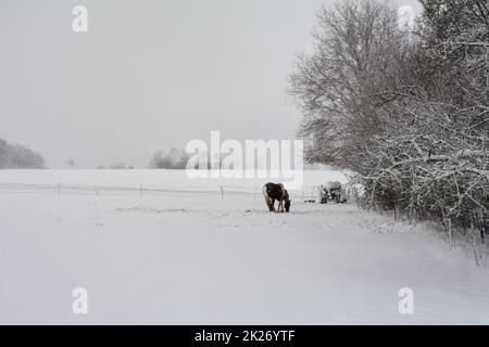 Ein Pferd in einer Landschaft mit viel Schnee Stockfoto