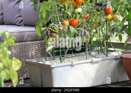 Container Gemüse im Garten arbeiten. Gemüsegarten auf Terrasse. Rot, Orange, Gelb, Schwarz Tomaten wachsen in Container Stockfoto