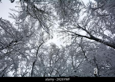 Schneebedeckte hohe Baumkronen Stockfoto