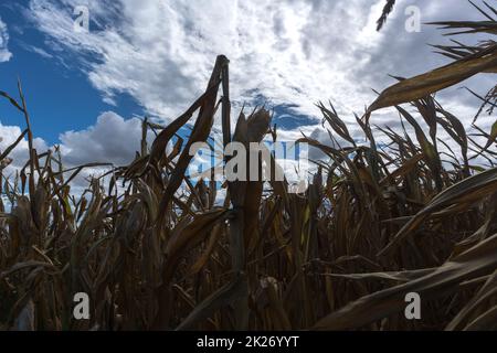 Ausgetrocknete Maispflanzen aufgrund einer Hitzewelle und extremer Dürre im Sommer Stockfoto