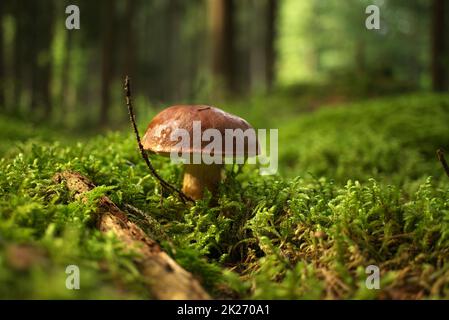 Wilder Boletus-Pilz, der auf üppig grünem Moos wächst Stockfoto