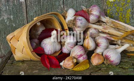 Frisch geerntete Knoblauchknollen aus dem Korb Stockfoto