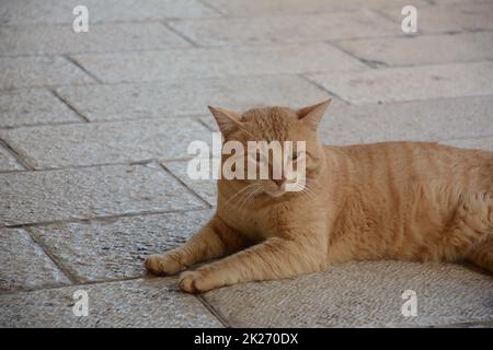 Auf dem Bürgersteig liegt eine rote Katze. Niedliche Tiere. Stadtfauna. Stockfoto