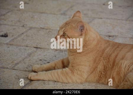 Auf dem Bürgersteig liegt eine rote Katze. Niedliche Tiere. Stadtfauna. Stockfoto