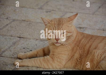 Auf dem Bürgersteig liegt eine rote Katze. Niedliche Tiere. Stadtfauna. Stockfoto