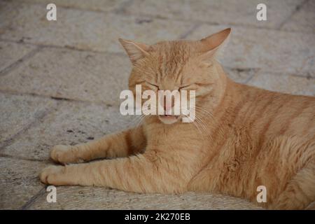 Auf dem Bürgersteig liegt eine rote Katze. Niedliche Tiere. Stadtfauna. Stockfoto