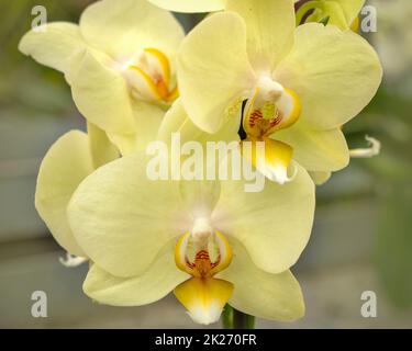 Nahaufnahme von hübschen gelben Motten Orchideenblüten Stockfoto