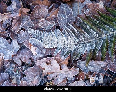 Frostige Eiche und Farnblätter auf einem Waldboden Stockfoto