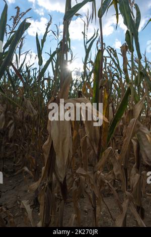 Ausgetrocknete Maispflanzen aufgrund einer Hitzewelle und extremer Dürre im Sommer Stockfoto