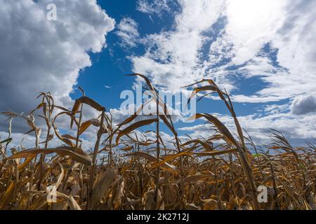 Ausgetrocknete Maispflanzen aufgrund einer Hitzewelle und extremer Dürre im Sommer Stockfoto