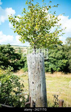 Baum wächst an einem seltsamen Ort aus der Spitze der alten abgenutzten hölzernen Pfosten in der englischen Landschaft Stockfoto