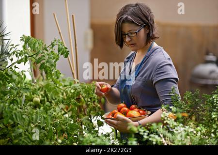 Diese werden köstlich sein. Eine Frau mittleren Alters pflückte in ihrem Garten selbstgewachsene Tomaten. Stockfoto