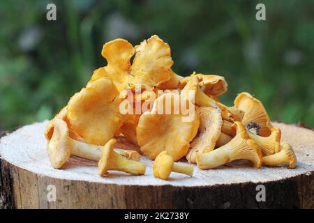 Wildt Pfifferlinge auf Holz Baumstumpf im Wald Stockfoto