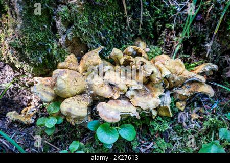 Pilz-Nahaufnahme im Wald Stockfoto